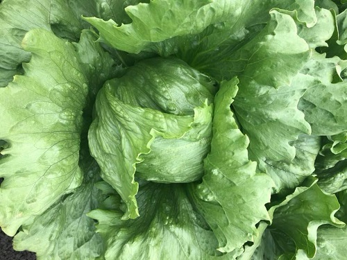 Lettuce